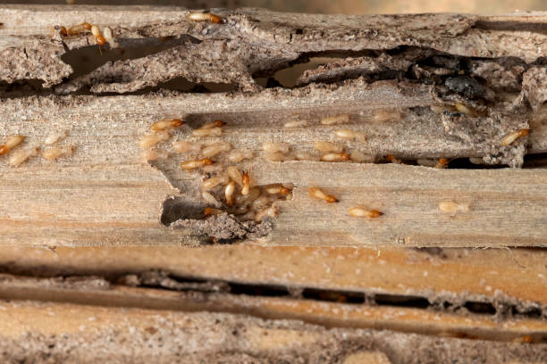 Best Pest Control Near Me  in Columbia, SC